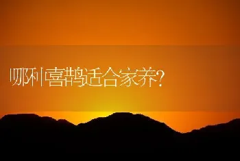 哪种喜鹊适合家养？