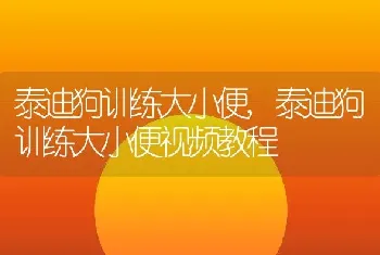 泰迪狗训练大小便，泰迪狗训练大小便视频教程