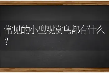 常见的小型观赏鸟都有什么？