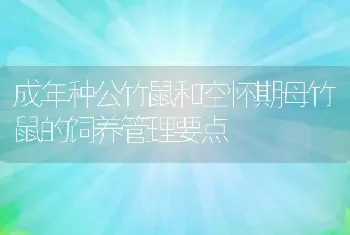 成年种公竹鼠和空怀期母竹鼠的饲养管理要点