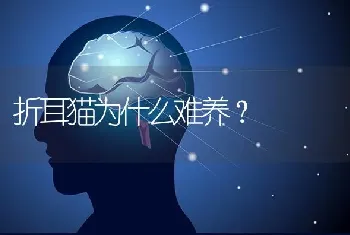 折耳猫为什么难养？