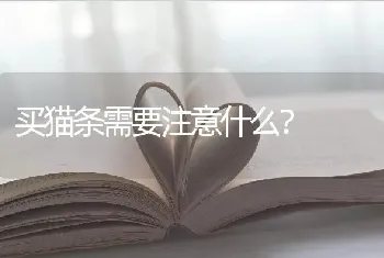 买猫条需要注意什么？