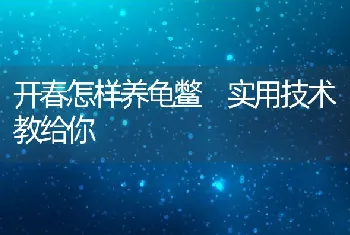 开春怎样养龟鳖实用技术教给你