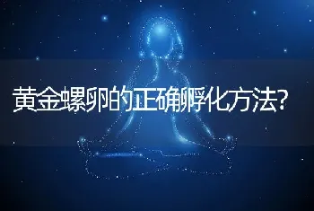 黄金螺卵的正确孵化方法？