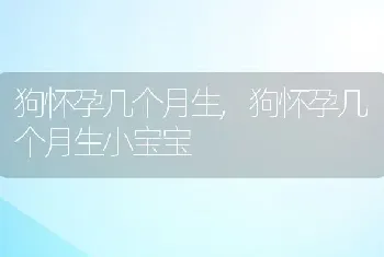 狗怀孕几个月生，狗怀孕几个月生小宝宝