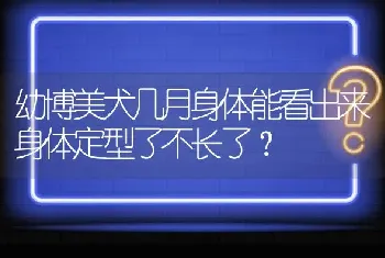 幼博美犬几月身体能看出来身体定型了不长了？