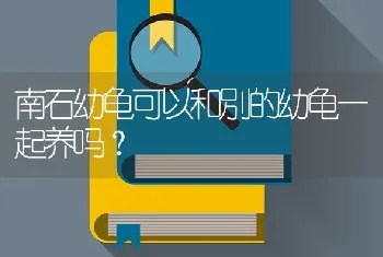 南石幼龟可以和別的幼龟一起养吗？