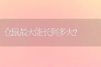 10个月边牧10度会冷吗？