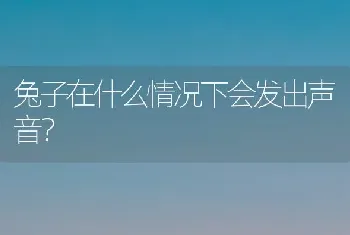 兔子在什么情况下会发出声音？