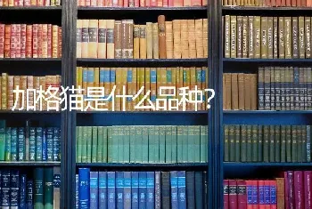 小鹿犬为什么怕冷？我第一次养小鹿犬没经验麻烦哪位给指点下？