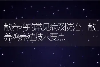 散养鸡的常见病及防治 散养鸡养殖技术要点