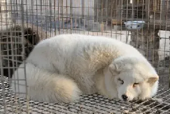 养狐狸赚钱吗？狐狸养殖的利润与投资成本及前景预测