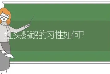 红头鹦鹉的习性如何？