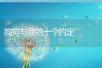 狗狗与我的十个约定