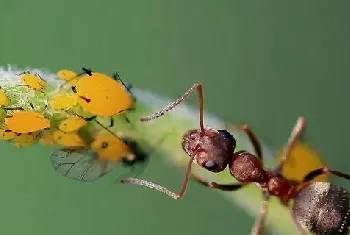 养蚂蚁赚钱吗？蚂蚁养殖的利润与投资成本及前景预测