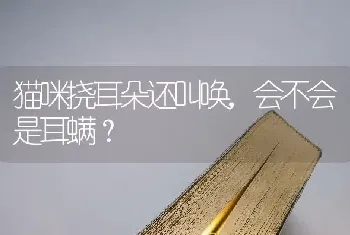 猫咪挠耳朵还叫唤，会不会是耳螨？