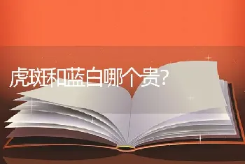 虎斑和蓝白哪个贵？