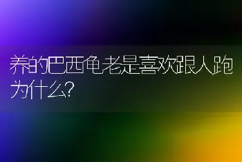 养的巴西龟老是喜欢跟人跑为什么？