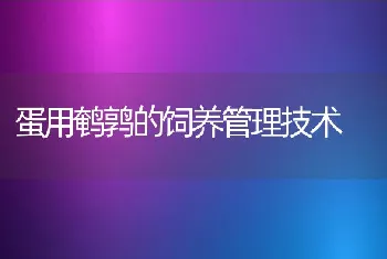 蛋用鹌鹑的饲养管理技术