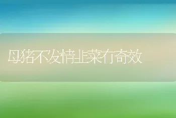 母猪不发情韭菜有奇效