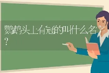 鹦鹉头上有冠的叫什么名字？