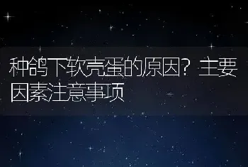 种鸽下软壳蛋的原因？主要因素注意事项