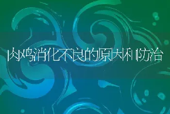 肉鸡消化不良的原因和防治