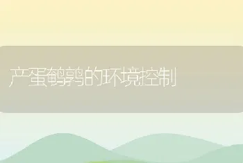 产蛋鹌鹑的环境控制