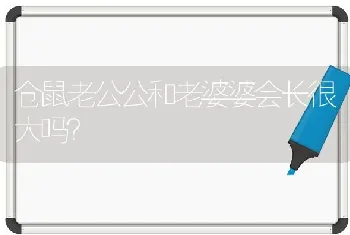 仓鼠老公公和老婆婆会长很大吗？