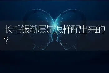 长毛银渐层是怎样配出来的？