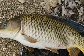 养鲤鱼赚钱吗？鲤鱼养殖的利润与投资成本及前景预测