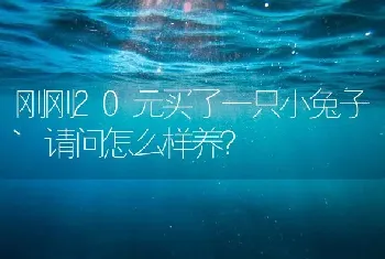 刚刚20元买了一只小兔子`请问怎么样养？