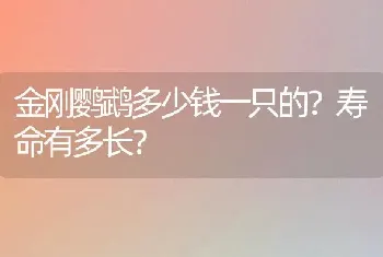 金刚鹦鹉多少钱一只的？寿命有多长？