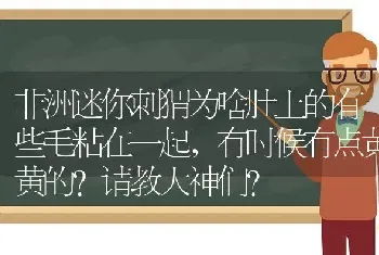 非洲迷你刺猬为啥肚上的有些毛粘在一起，有时候有点黄黄的？请教大神们？