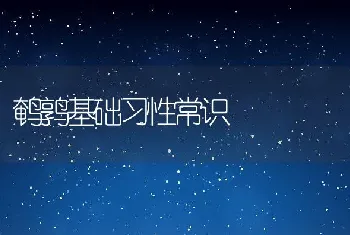 鹌鹑基础习性常识