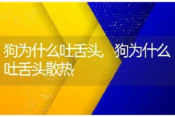 狗为什么吐舌头，狗为什么吐舌头散热