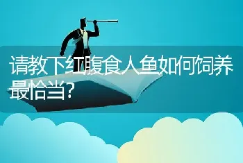 请教下红腹食人鱼如何饲养最恰当？