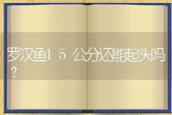 罗汉鱼15公分还能起头吗？