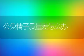 公兔精子质量差怎么办