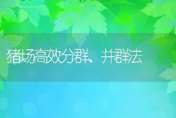 猪场高效分群、并群法