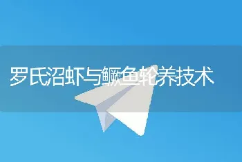 罗氏沼虾与鳜鱼轮养技术