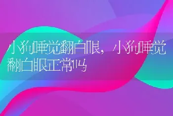 小狗睡觉翻白眼，小狗睡觉翻白眼正常吗