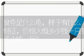 臭龟是什么龟，样子有什么特征，价格大概多少钱一只或多少钱一斤？