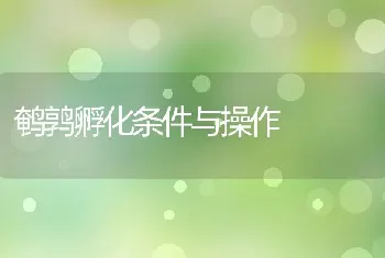 鹌鹑孵化条件与操作