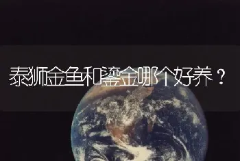 鹦鹉鼻子是粉色的是公的吗？