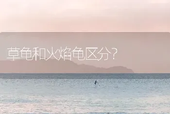 草龟和火焰龟区分？