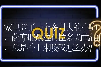 家里养了一个多月大的小狗，萨摩耶跟拉布拉多犬的混血，总是扑上来咬我怎么办?TAT？