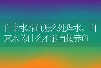 自来水养鱼怎么处理水，自来水为什么不能直接养鱼