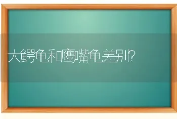 大鳄龟和鹰嘴龟差别？