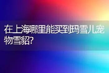 在上海哪里能买到玛雪儿宠物雪貂？